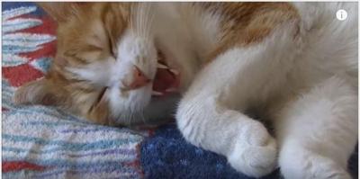 寝る前は飼い主さんとお話し、眠りに落ちる猫