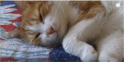 寝る前は飼い主さんとお話し、眠りに落ちる猫