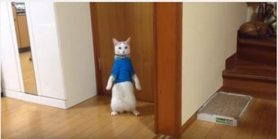 白猫の桃太郎くん、青い服で立っちも・・・