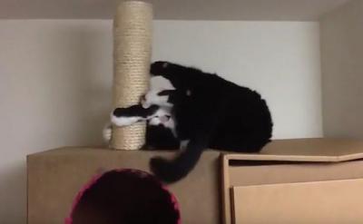 器用なの?横着なの?横たわって爪とぎする猫