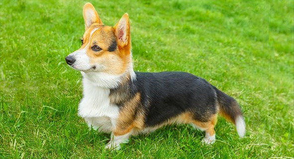 welsh-corgi-pembroke-0