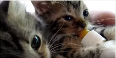 無心にミルクを飲む子猫たちが激カワ