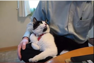 構ってちゃんの子猫、上目遣いにキュンとします