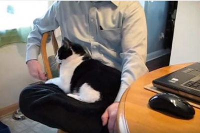 構ってちゃんの子猫、上目遣いにキュンとします