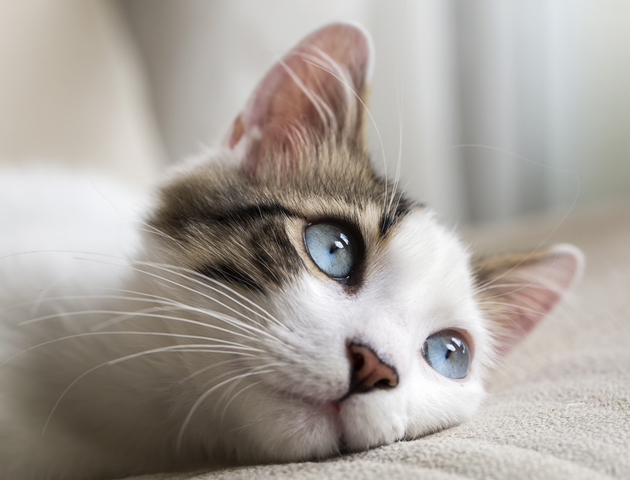 これぞ『ネコノミクス』! 猫好きにおすすめのアプリ