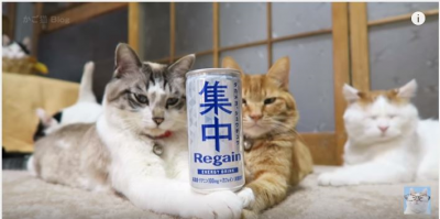 集中!猫たちは缶を倒すこと無くいられるのか?