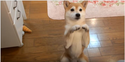柴犬、飼い主さんへ構ってループが可愛すぎる!