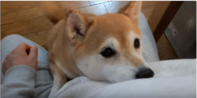 柴犬、飼い主さんへ構ってループが可愛すぎる!