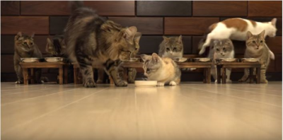 子猫と猫10匹、総勢11匹!の食事風景