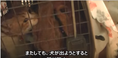 キャリーから出たい犬を止める猫、頭を猫パンチ