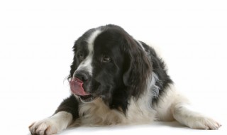 犬の食糞症、どうやったら治る? 原因と対策を紹介