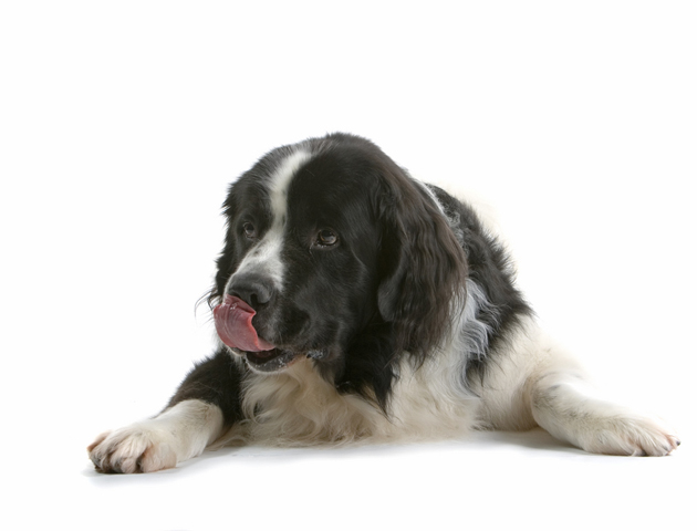 犬の食糞症、どうやったら治る? 原因と対策を紹介