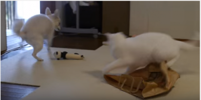 全く隠れていない猫vs猫が丸見えな犬