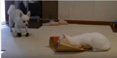 全く隠れていない猫vs猫が丸見えな犬