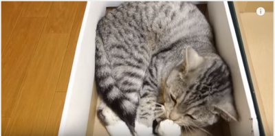 猫のしっぽを略奪する飼い主との攻防戦
