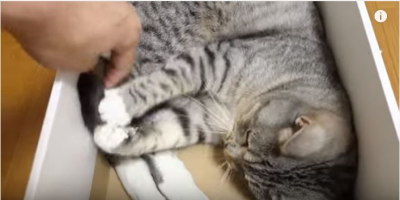 猫のしっぽを略奪する飼い主との攻防戦