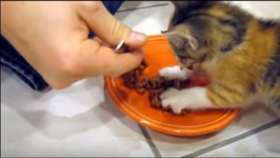 ご飯を取られまいとガードする、可愛い子猫