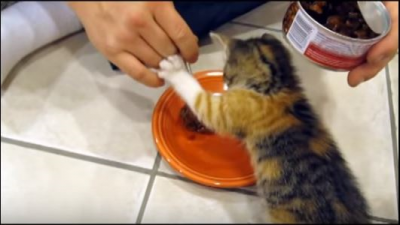 ご飯を取られまいとガードする、可愛い子猫