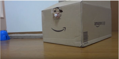 猫と箱。大きな入り口と小さな穴