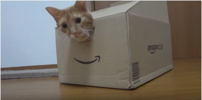 猫と箱。大きな入り口と小さな穴