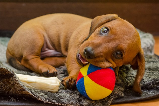 shutterstock_301310258_R