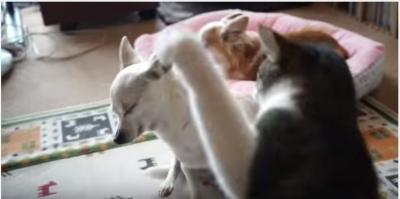すり寄る猫に犬流ご挨拶、猫パンチの反撃