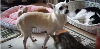 すり寄る猫に犬流ご挨拶、猫パンチの反撃