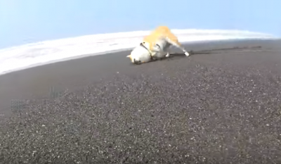 海だ~!はしゃぐ柴犬のハプニング
