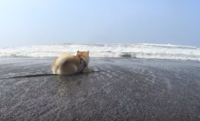 海だ~!はしゃぐ柴犬のハプニング