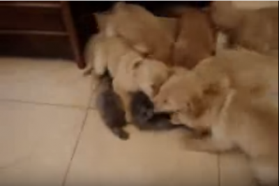 モテ猫!6匹の子犬に揉みくちゃにされる