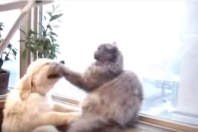 モテ猫!6匹の子犬に揉みくちゃにされる