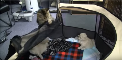 子犬たちの脱走劇、その主導者は猫?