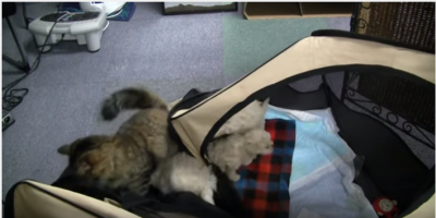 子犬たちの脱走劇、その主導者は猫?