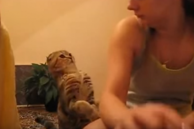 かまって欲しい猫ちゃんの、かわいすぎる行動