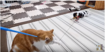 マンチカンとミックス犬の猫じゃらし対決