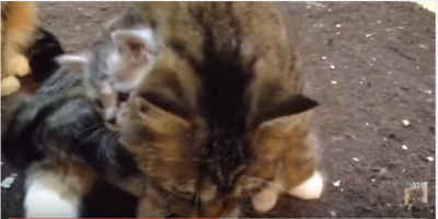 子猫を必死で守ろうとする母猫の愛情