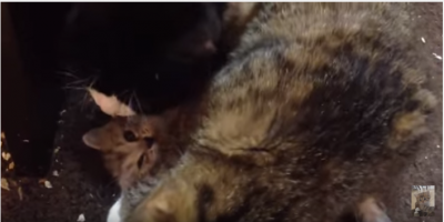 子猫を必死で守ろうとする母猫の愛情