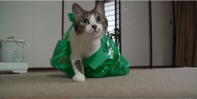 背後から猫パンチを一撃!袋に入った猫
