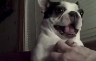 お腹を触るとおかしな声が出てしまう犬