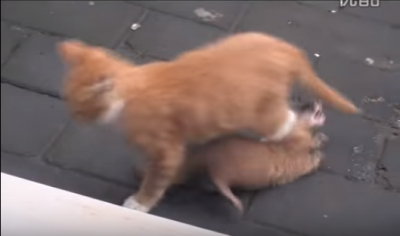 イタチに好かれちゃって困る猫