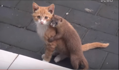 イタチに好かれちゃって困る猫