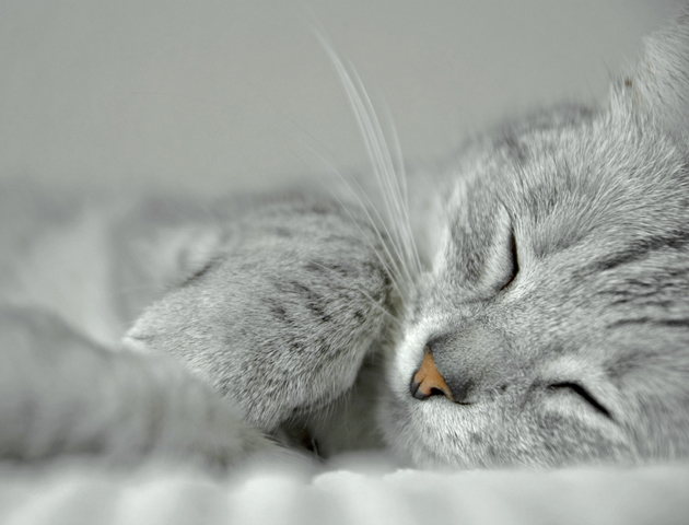 猫と一緒の布団で寝るにはどうすればいい?