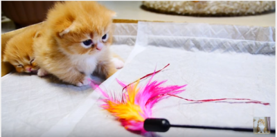 ビックリ!マンチカン子猫の前に突如出現!
