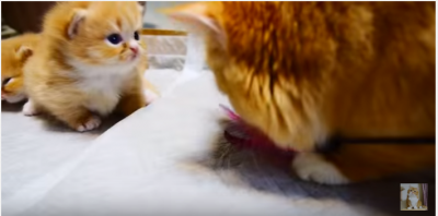 ビックリ!マンチカン子猫の前に突如出現!