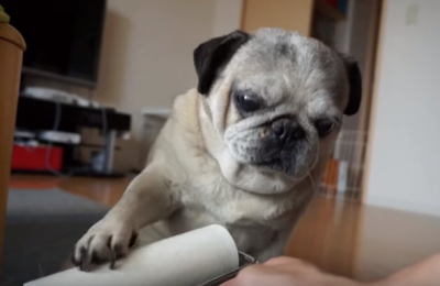 どんどん変な姿に・・・コロコロ大好きパグ犬
