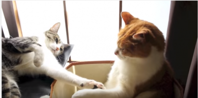 猫パンチに対して、仲直りの握手を求める猫