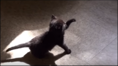 黒猫の赤ちゃん、影と追いかけっこ
