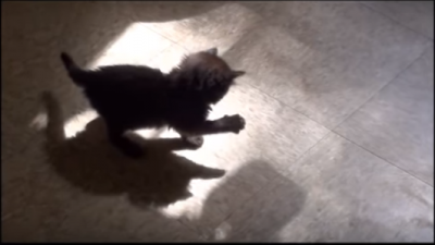 黒猫の赤ちゃん、影と追いかけっこ