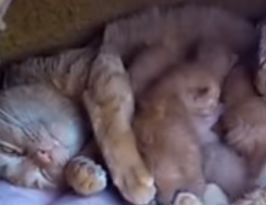 どうしてそこに!?完全に場違いな猫