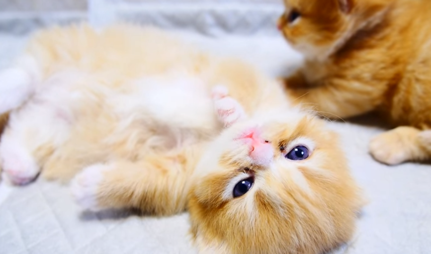 ビックリ!マンチカン子猫の前に突如出現!